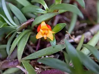 Mediocalcar decoratum