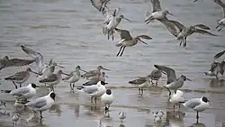 Três epécies de aves, Guincho-comum, fuselo e pilrito-das-praias forrageando em conjunto em uma praia.