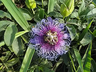 Passiflora cincinnata