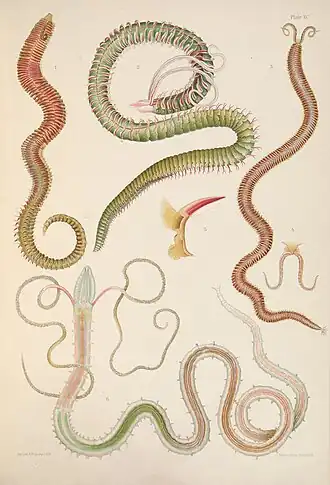 Prancha de desenhos de Scolelepsis e Magelona.