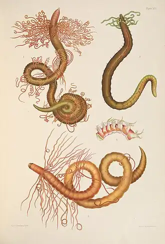 Uma monografia dos anelídeos marinhos britânicos (1915)