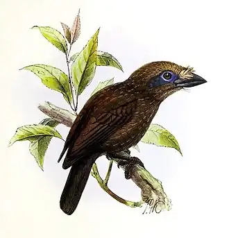 Barbaças-de-garganta-cinzenta