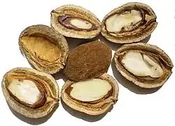 Sementes abertas de Irvingia malayana.