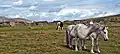 Pôneis em Bodmin Moor