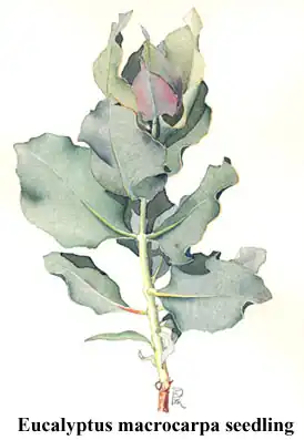 A flor vistosa de Eucalyptus macrocarpa, um exemplo da diversidade dentro da tribo.