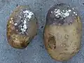 Patatas infestadas por Phytophthora (Oomycetes)