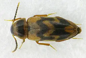 Abdera flexuosa