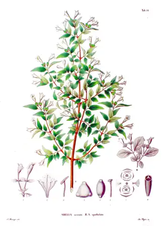 Abelia spp