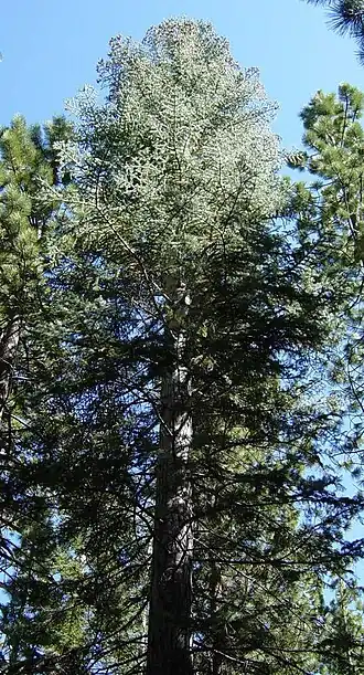Abies concolor no Parque Nacional de Yosemite.