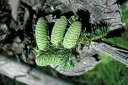 Cones do abeto-gigante