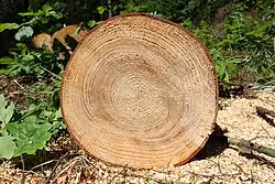 Seção transversal do tronco