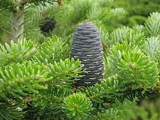 Abeto-coreano (Abies koreana)
