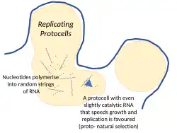 Nucleotídeos em uma protocélula em uma fonte hidrotermal podem polimerizar em sequências aleatórias de RNA. Qualquer um que tenha até mesmo uma leve atividade catalítica favorecerá o crescimento e a replicação de suas protocélulas, um começo para a seleção natural.[4]
