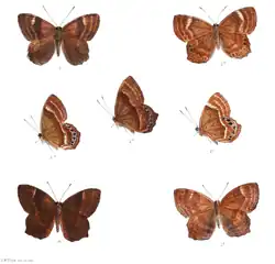 Ilustração de A. abnormis em Lepidoptera Indica. Volume 5; cujo tipo nomenclatural fora coletado em Myanmar.[1]