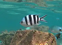 Abudefduf sexfasciatus