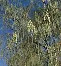 Hábito e frutos de Acacia stenophylla.
