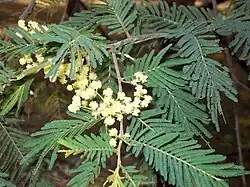 Folhas bipinadas e inflorescências de Acacia trachyphloia.