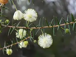 Ramo com filódios e inflorescências de Acacia ulicifolia.