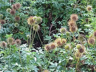 Acaena novae-zelandiae