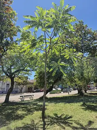 Planta jovem, em praça na cidade de Bagé, Rio Grande do Sul