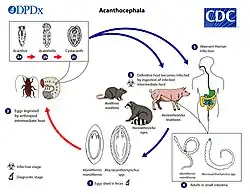 Diagrama do ciclo de vida de acantocéfalos