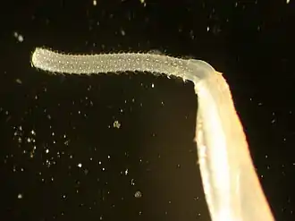 Probóscide de um Rhadinorhynchus sp.