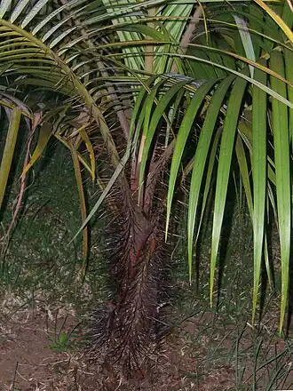 Acanthophoenix rubra