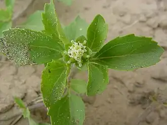 Acanthospermum australe