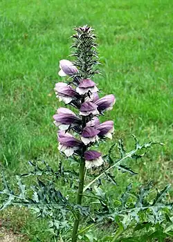 Acanthus mollis.