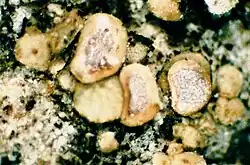 Acarospora glaucocarpa