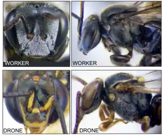 Diferença entre operárias e machos de A. cassiae