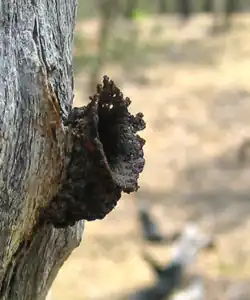 Túnel curto de entrada do ninho