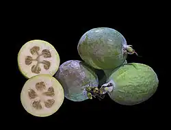 Acca sellowiana (fruto).