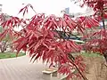 Acer palmatum