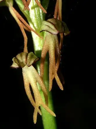 Aceras anthropophorum