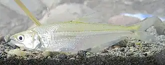 Acestrocephalus anomalus