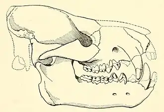 Reconstrução do crânio de um Achaenodon