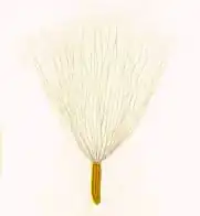 Aquénio de Tephroseris palustris