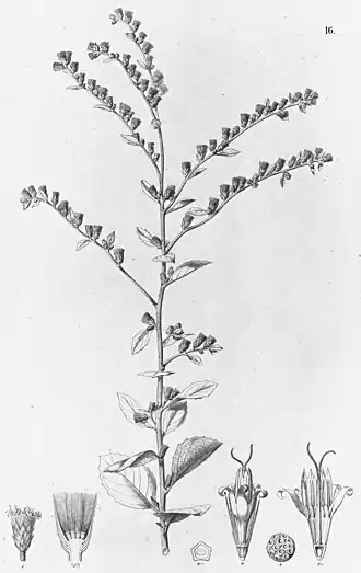 Acilepidopsis echtifolia