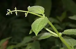 Aciotis rubricaulis.