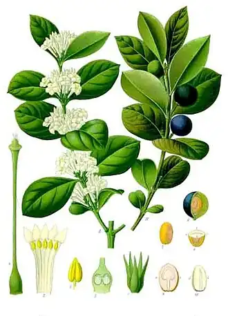 Acokanthera abyssinica K.Schum.