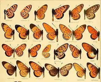 Ilustração contendo espécies de Heliconiinae do gênero Acraea, retirada de Die Grossschmetterlinge der Erde : eine systematische Bearbeitung der bis jetzt bekannten Grossschmetterlinge (1907).
