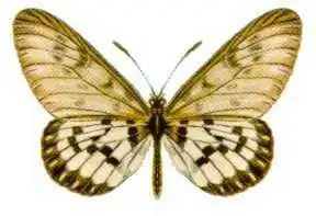 Acraea andromacha, uma espécie de asas translúcidas, encontrada na Nova Guiné e Austrália.[6]