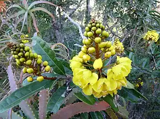Acridocarpus natalitius