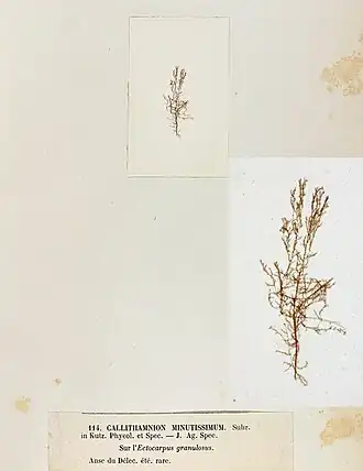Acrochaetium minutissimum
