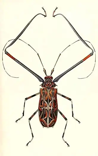 Ilustração de A. longimanus (macho); retirada de Georges Cuvierː Le Règne Animal Distribué D'après son Organisation, Pour Servir de Base à L'histoire Naturelle des Animaux et D'introduction à L'anatomie Comparée. [t.6-7] (1836-1849).
