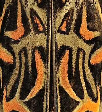 Fotografia em close-up dos élitros de um A. longimanus.