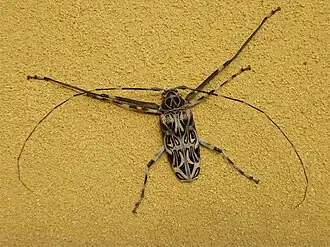 Acrocinus longimanus, o besouro arlequim,[1] cujo gênero monotípico nomeia a tribo Acrocinini.