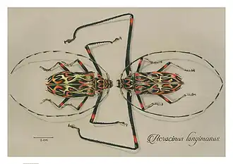 Ilustração do macho (direita) e fêmea (esquerda) do besouro A. longimanus.