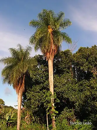 Espécime de macaúba geralmente encontrada em cinco estados nordestinos